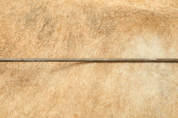 CANFIELD COLLECTION US Army Pre-Span Am Early M-1892 .30-40 Krag Rifle One-Piece Cleaning Rod - 3
