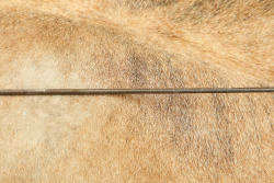 CANFIELD COLLECTION US Army Pre-Span Am Early M-1892 .30-40 Krag Rifle One-Piece Cleaning Rod - 4