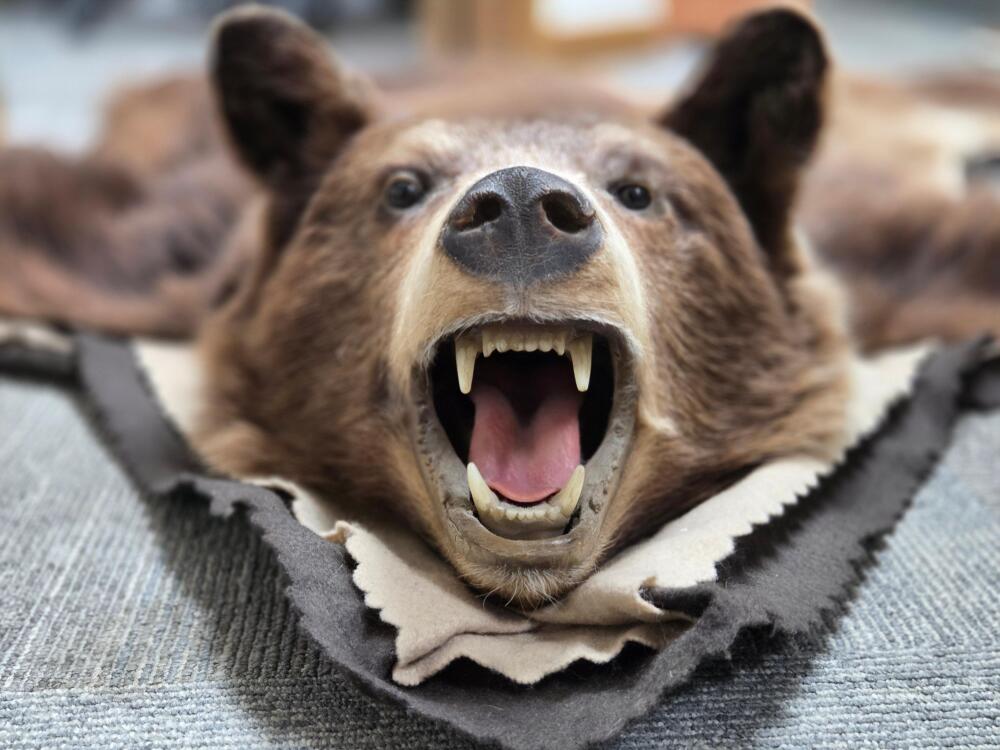 Vintage 2003 Cinnamon Black Bear 60 x 52 Taxidermy Rug W/ Head & Claws
