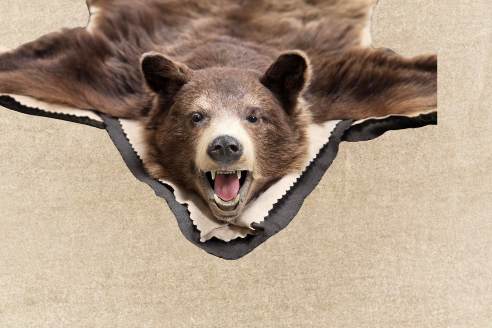 Vintage 2003 Cinnamon Black Bear 60 x 52 Taxidermy Rug W/ Head & Claws