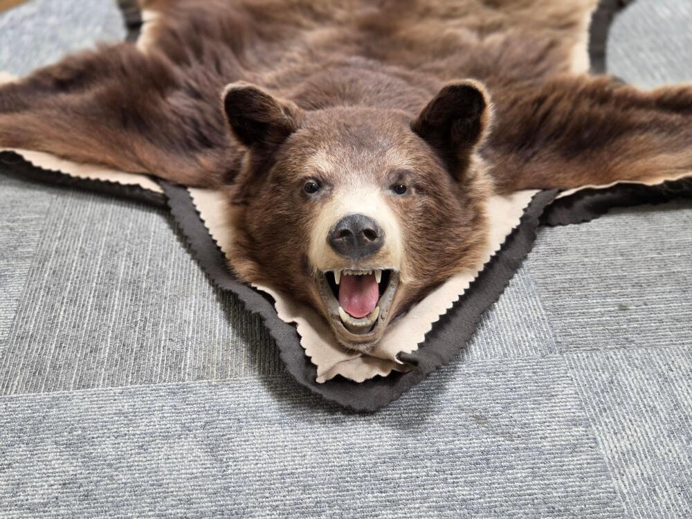 Vintage 2003 Cinnamon Black Bear 60 x 52 Taxidermy Rug W/ Head & Claws