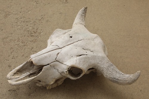 American Bison Buffalo Skull, 24” x 24”, Taken In The 1980s By Gun Writer Rick Hacker