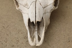 American Bison Buffalo Skull, 24” x 24”, Taken In The 1980s By Gun Writer Rick Hacker - 2