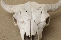 American Bison Buffalo Skull, 24” x 24”, Taken In The 1980s By Gun Writer Rick Hacker - 3