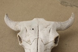 American Bison Buffalo Skull, 24” x 24”, Taken In The 1980s By Gun Writer Rick Hacker - 4