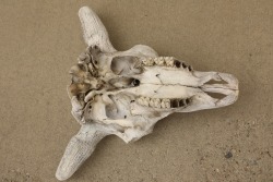 American Bison Buffalo Skull, 24” x 24”, Taken In The 1980s By Gun Writer Rick Hacker - 5