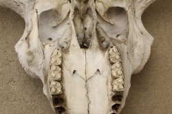 American Bison Buffalo Skull, 24” x 24”, Taken In The 1980s By Gun Writer Rick Hacker - 8