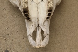 American Bison Buffalo Skull, 24” x 24”, Taken In The 1980s By Gun Writer Rick Hacker - 9